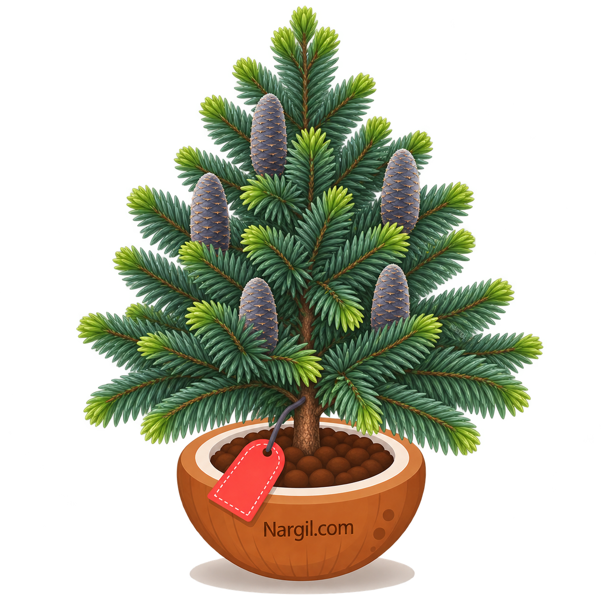 Nargil_Abies procera